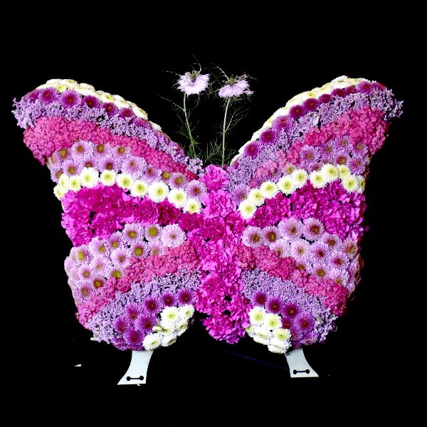Der Schmetterling Bild 1